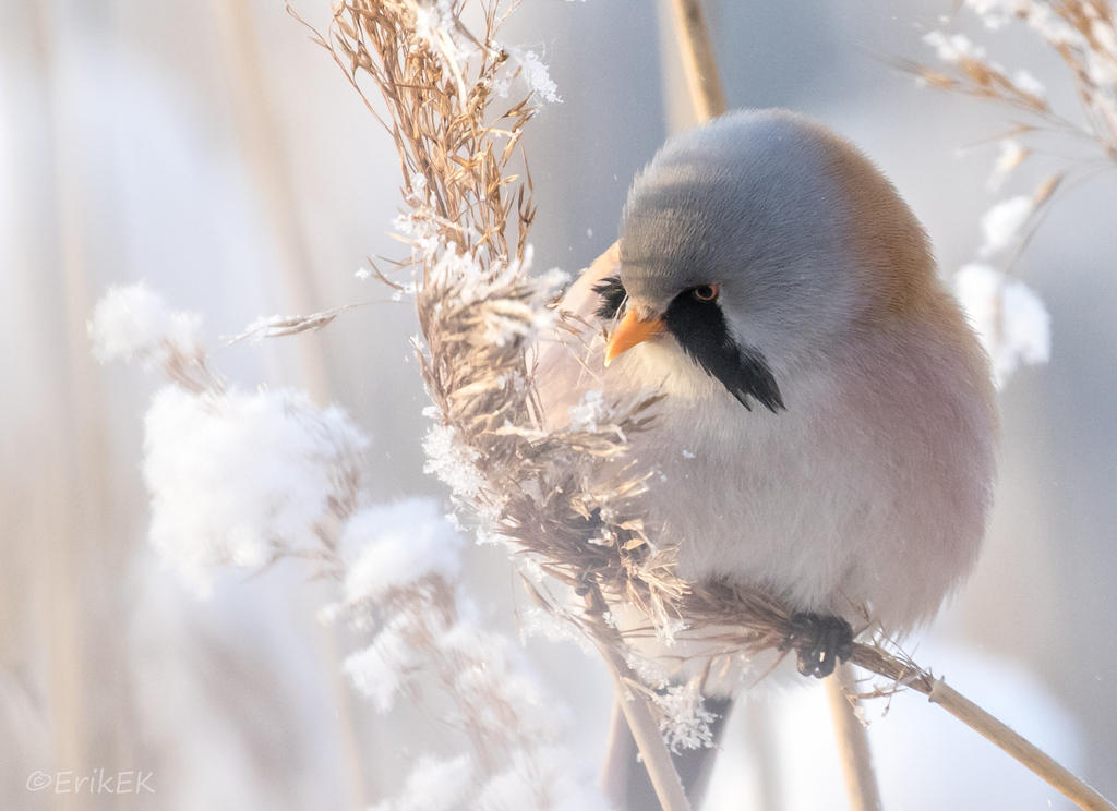 Bearded Tit, Panurus biarmicus by ErikEK Bearded Tit, Panurus biarmicus by ErikEK
