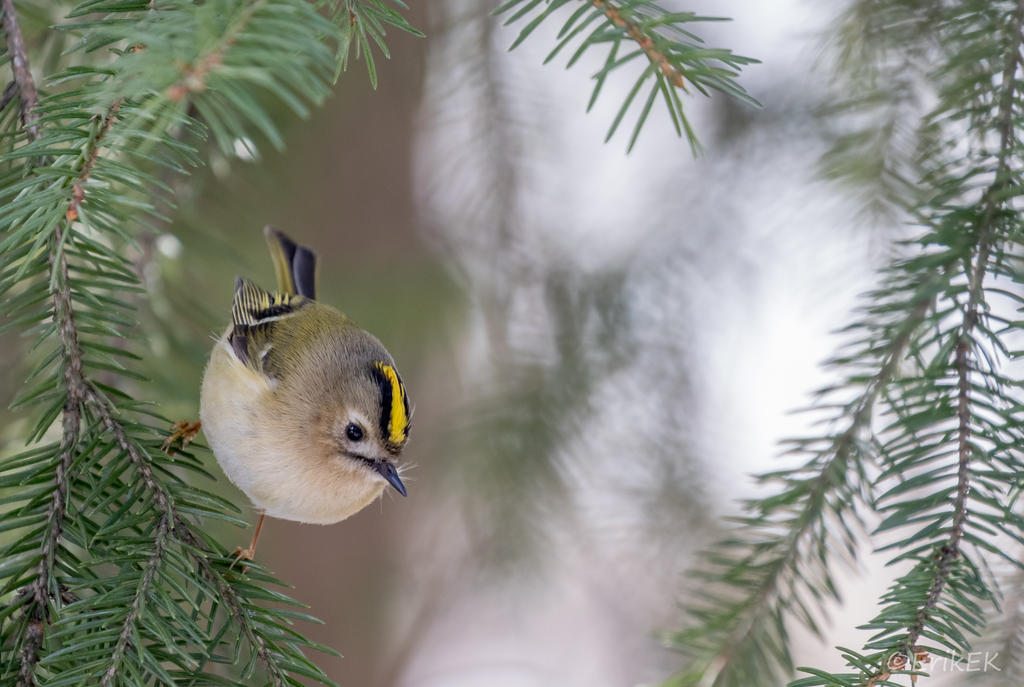 Goldcrest