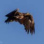 White-tailed eagle