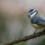 Blue tit