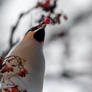 Waxwing