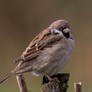 Eurasian tree sparrow