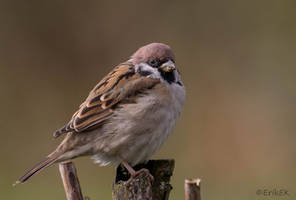 Eurasian tree sparrow