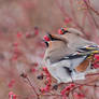 Synchronous eating, Waxwings