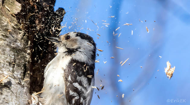 Lesser Spotted Woodpecker