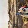 Lesser Spotted Woodpecker