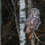 Great grey owl