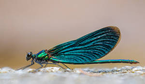 Beautiful demoiselle