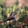 Spotted nutcracker