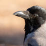 Hooded Crow portrait