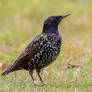 Common starling