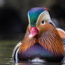 Mandarin duck