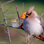 Waxwing