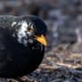 A bit different Common Blackbird