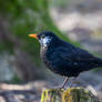 A bit different Common Blackbird