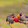 Waxwings