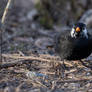 Common Blackbird