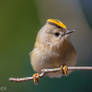 Goldcrest