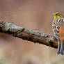 Yellowhammer