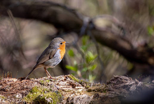 European Robin