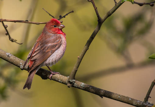 Common rosefinch