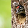 Great spotted woodpecker junior :)