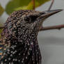 Starling portrait