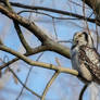 Northern hawk owl