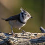 European crested tit