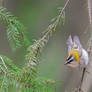 Common firecrest