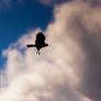 Western marsh harrier