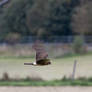 Hen Harrier