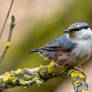 Eurasian nuthatch