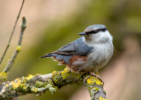 Eurasian nuthatch