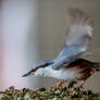 Eurasian nuthatch