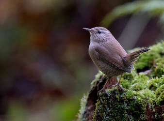 Eurasian wren