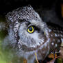 Boreal owl