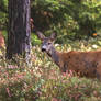 Roe deer