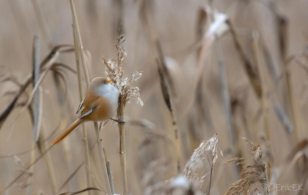 Bearded reedling by ErikEK on DeviantArt