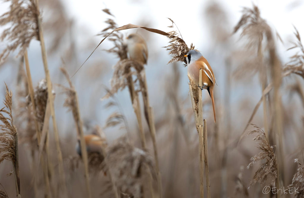 Bearded reedling by ErikEK on DeviantArt