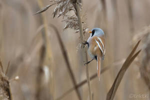 Bearded reedling