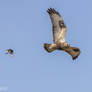 White wagtail vs Rough-legged buzzard