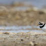 common ringed plover