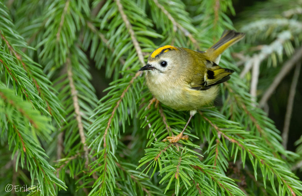 Goldcrest By ErikEK On DeviantArt goldcrest-by-erikek-on-deviantart