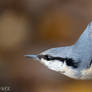 Eurasian nuthatch
