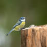 Bluetit