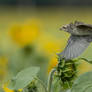 Red-backed shrike