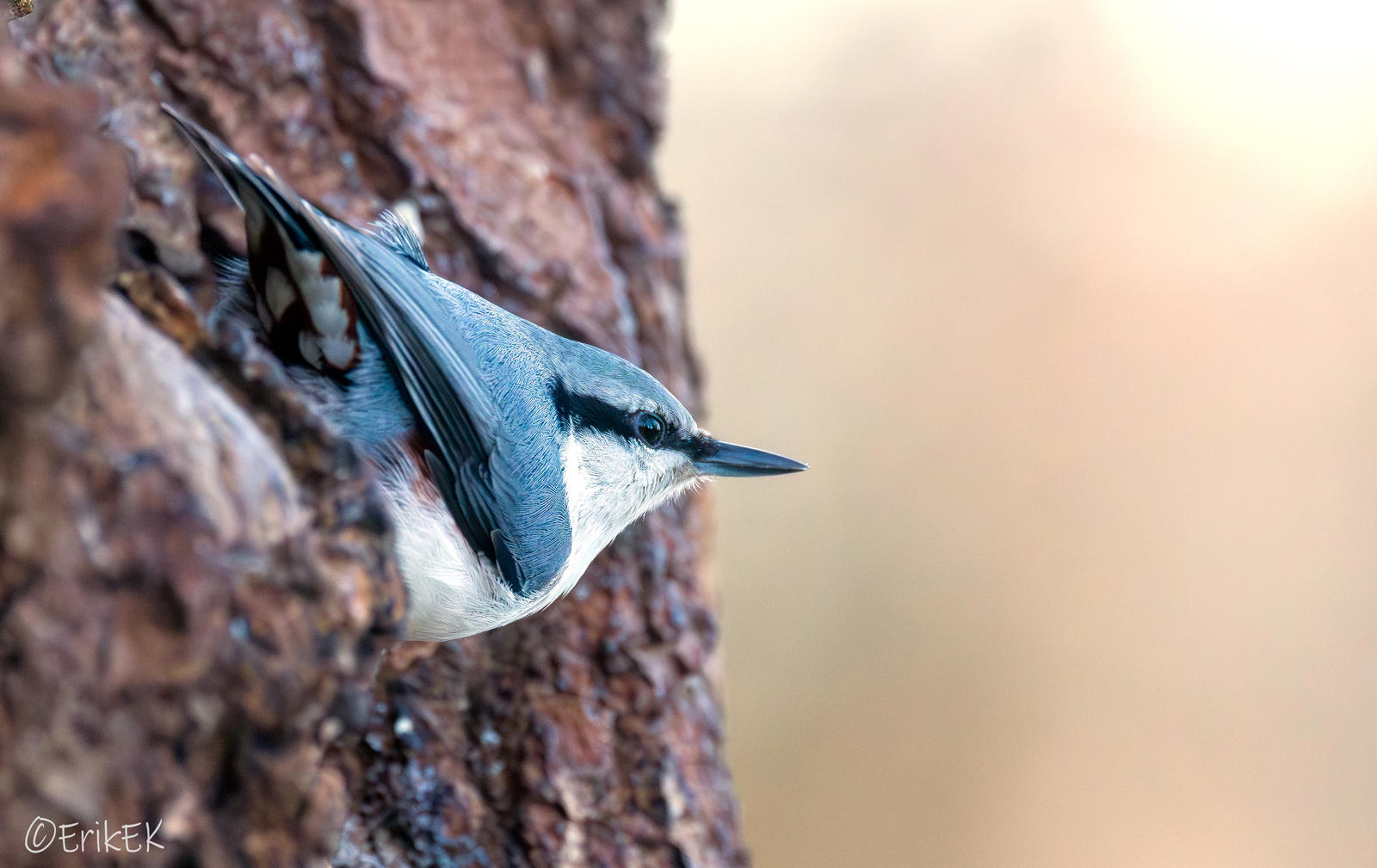 Eurasian Nuthatch
