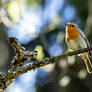 European robin