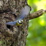 Eurasian blue tit